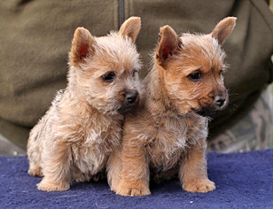 Norwich terrier puppies for sale