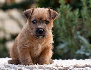 Norwich terrier puppies for sale