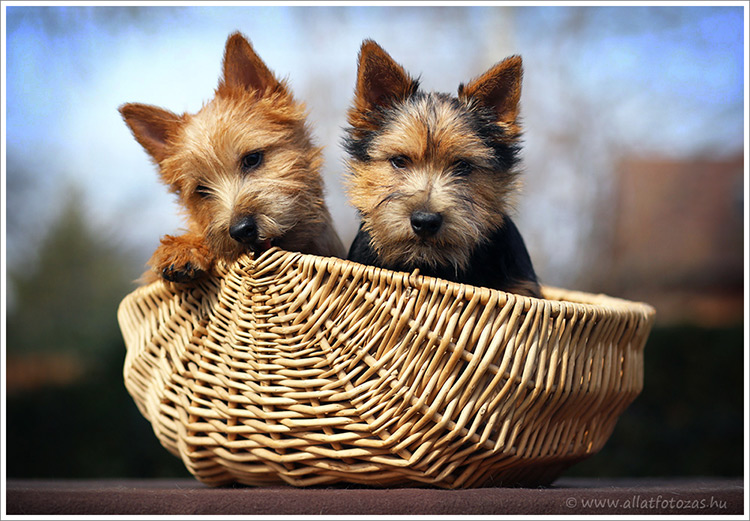 Norwich Terrier puppies / welpen for sale / verkaufen, Budapest