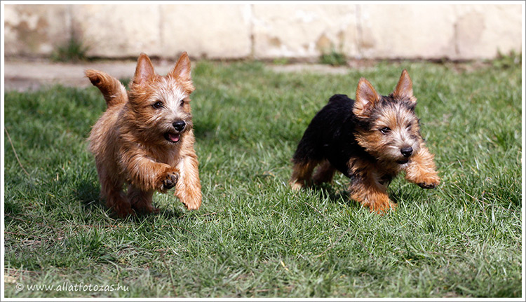 Norwich Terrier puppies / welpen for sale / verkaufen, Budapest