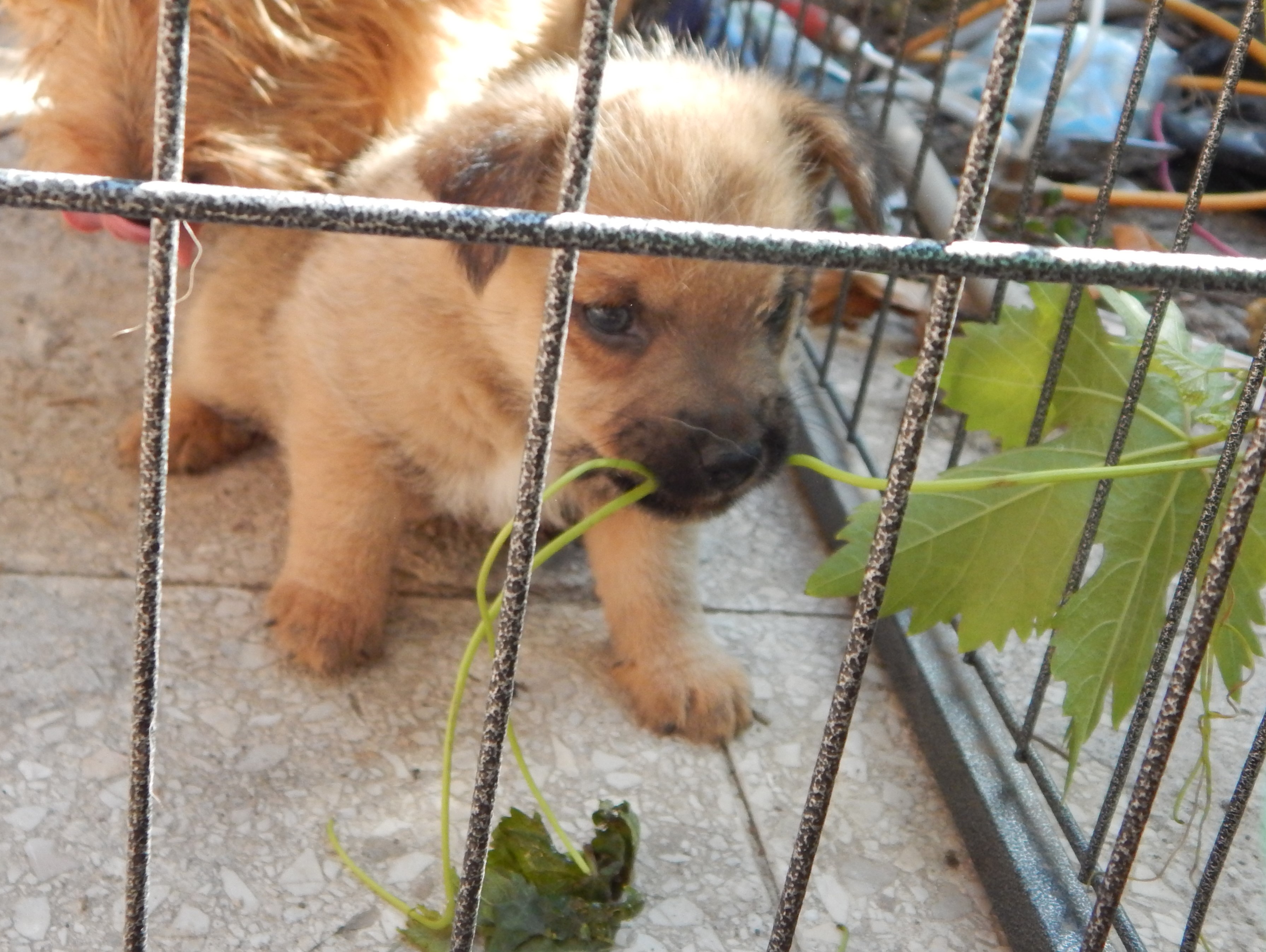 Norwich Terrier kölykök, kiskutyák eladók, Budapest